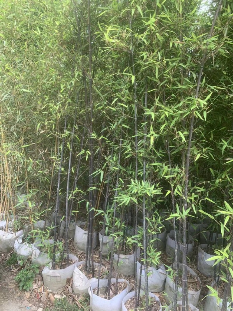 黑竹批发，黑竹袋苗批发，成都黑竹种植基地，黑竹价格