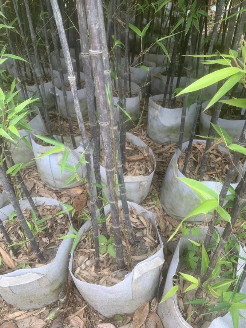 黑竹批发，黑竹袋苗批发，成都黑竹种植基地，黑竹价格