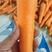 河南萝卜三红胡萝卜3以上水洗胡萝卜产地直发品质保障