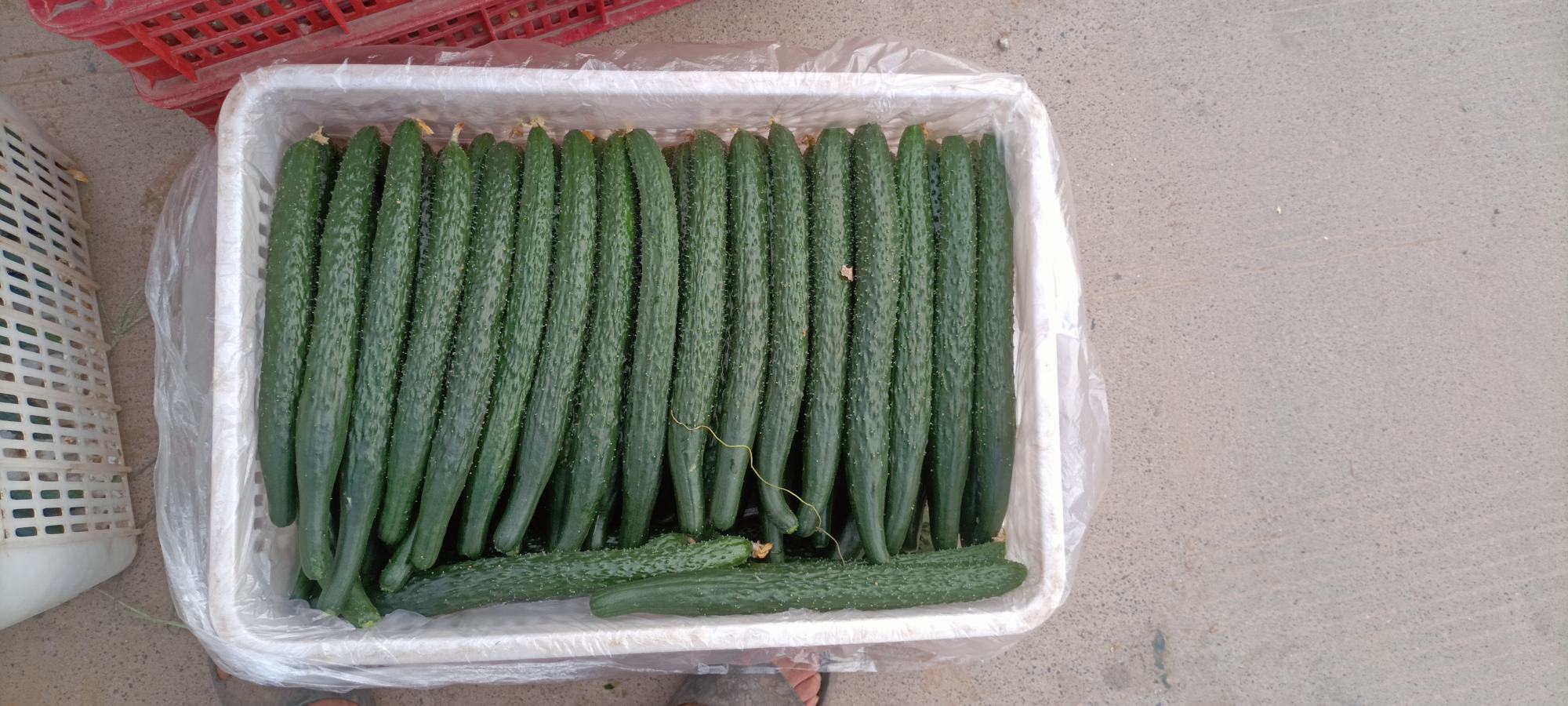 装满新鲜黄瓜与西红柿的果篮,体现农产品的自然色泽与品质 黄瓜西红柿果篮