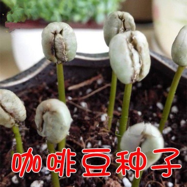 蓝山咖啡豆种子阳台庭院盆栽种植种子果树观果种植优质咖啡豆