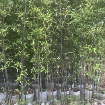 黑竹批发，黑竹袋苗批发，成都黑竹种植基地，黑竹价格
