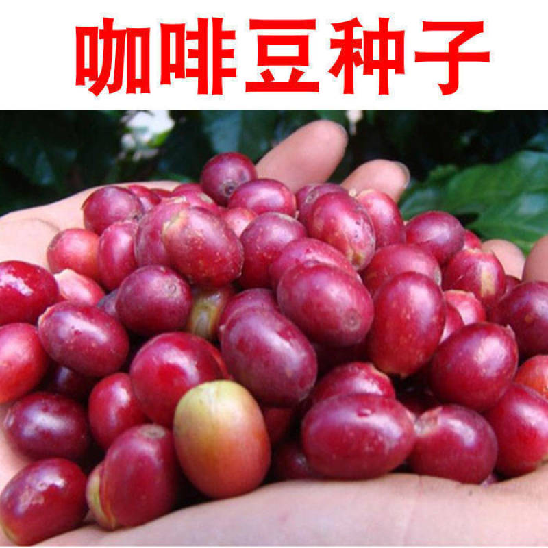 蓝山咖啡豆种子阳台庭院盆栽种植种子果树观果种植优质咖啡豆