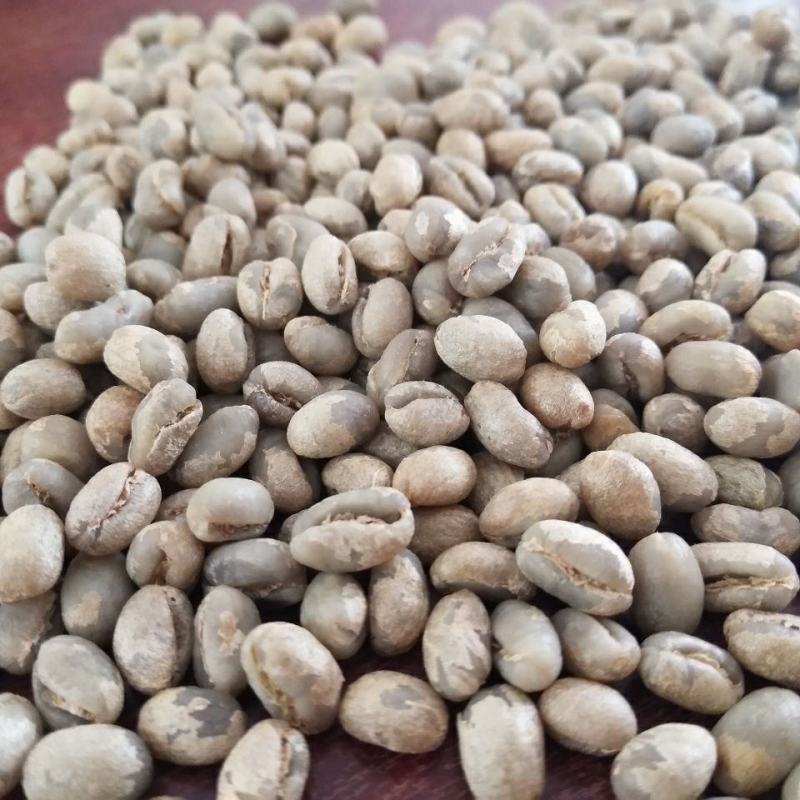 蓝山咖啡豆种子阳台庭院盆栽种植种子果树观果种植优质咖啡豆