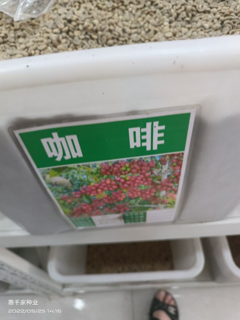 蓝山咖啡豆种子阳台庭院盆栽种植种子果树观果种植优质咖啡豆