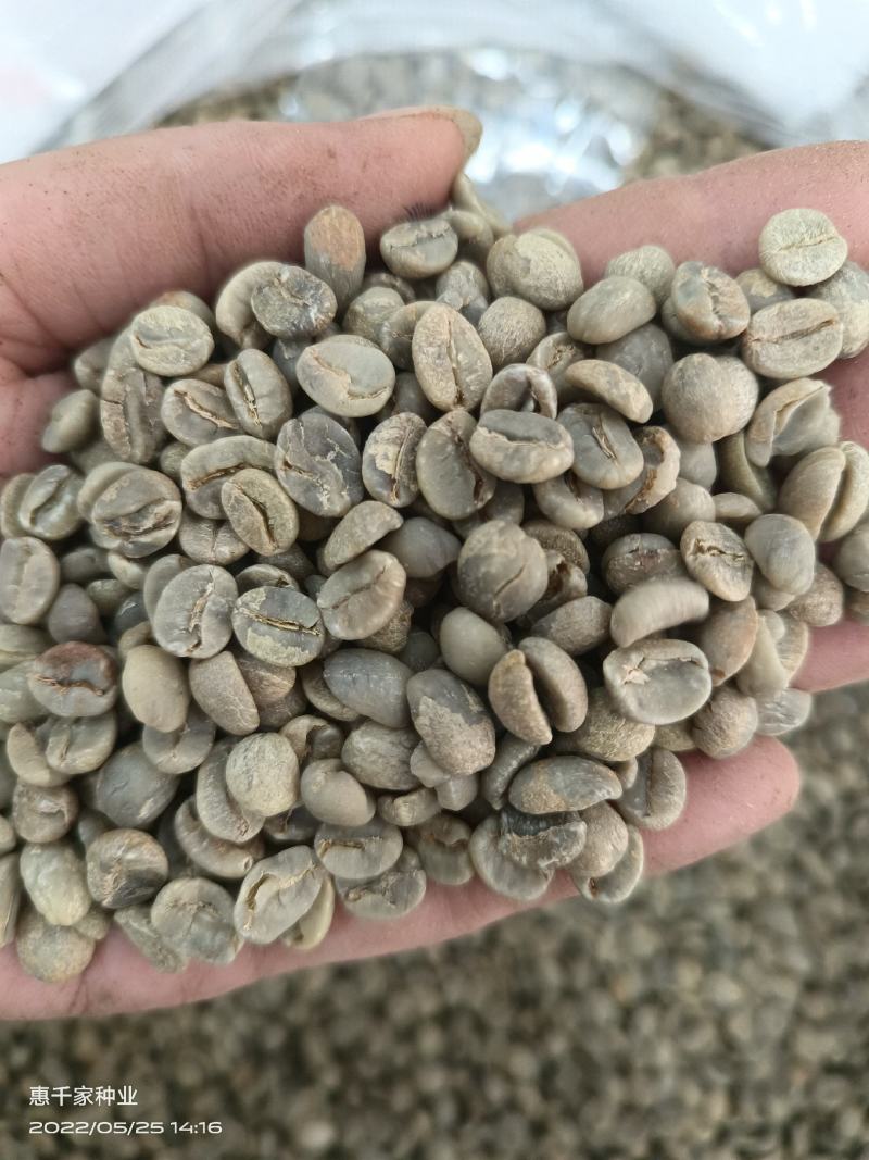蓝山咖啡豆种子阳台庭院盆栽种植种子果树观果种植优质咖啡豆