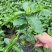 蓝山咖啡豆种子阳台庭院盆栽种植种子果树观果种植优质咖啡豆