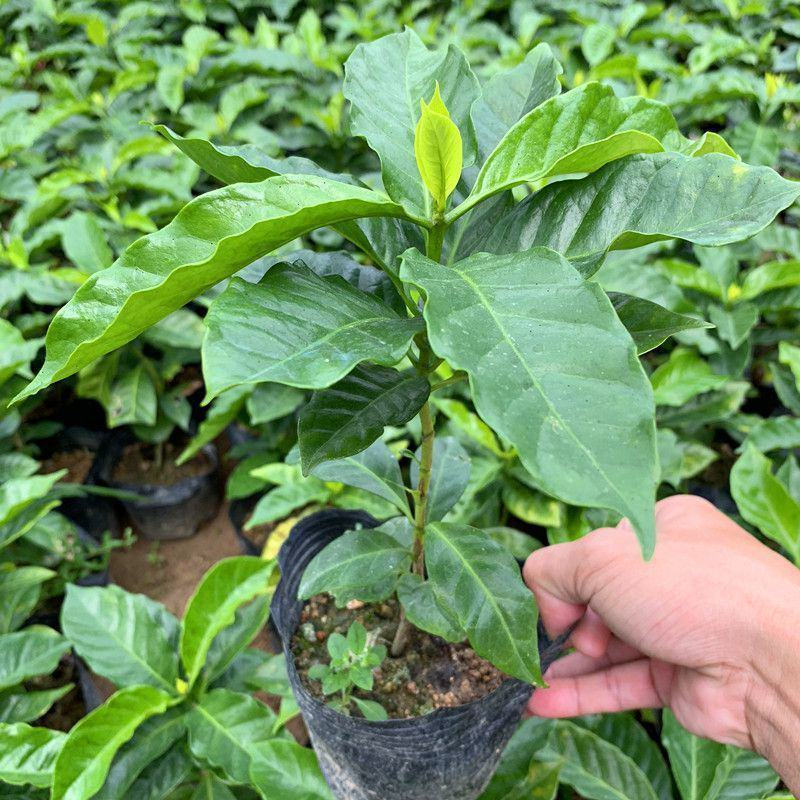 蓝山咖啡豆种子阳台庭院盆栽种植种子果树观果种植优质咖啡豆