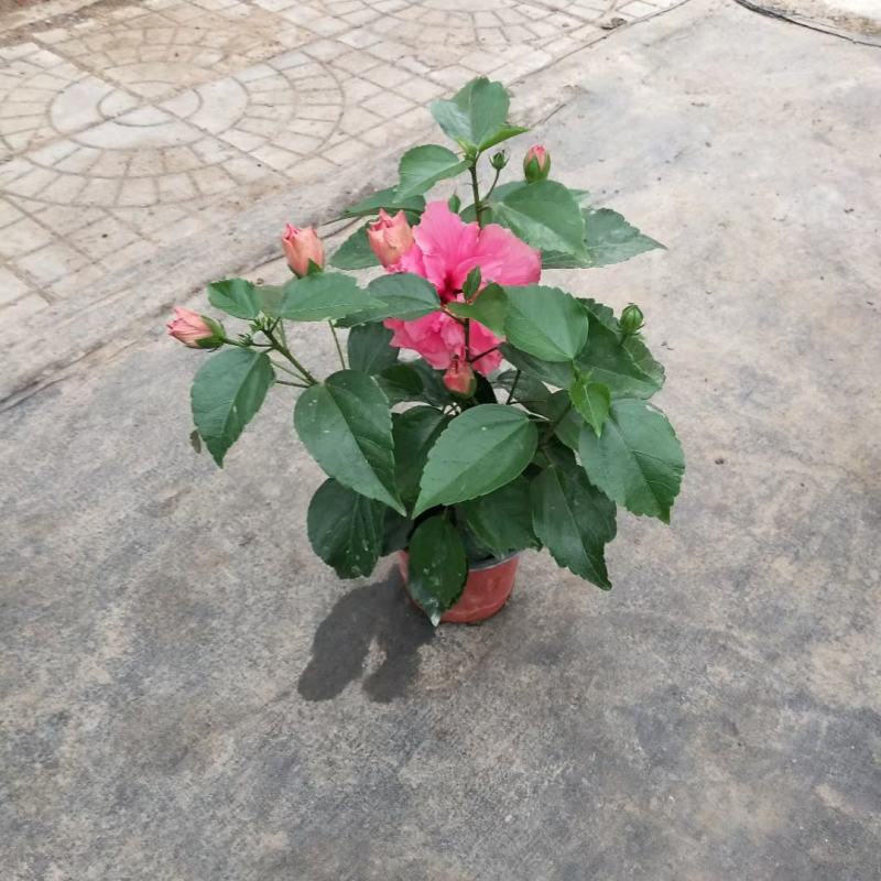 丹麦木槿/重瓣/基地直发货颗型饱满多种颜色量大优惠货源足