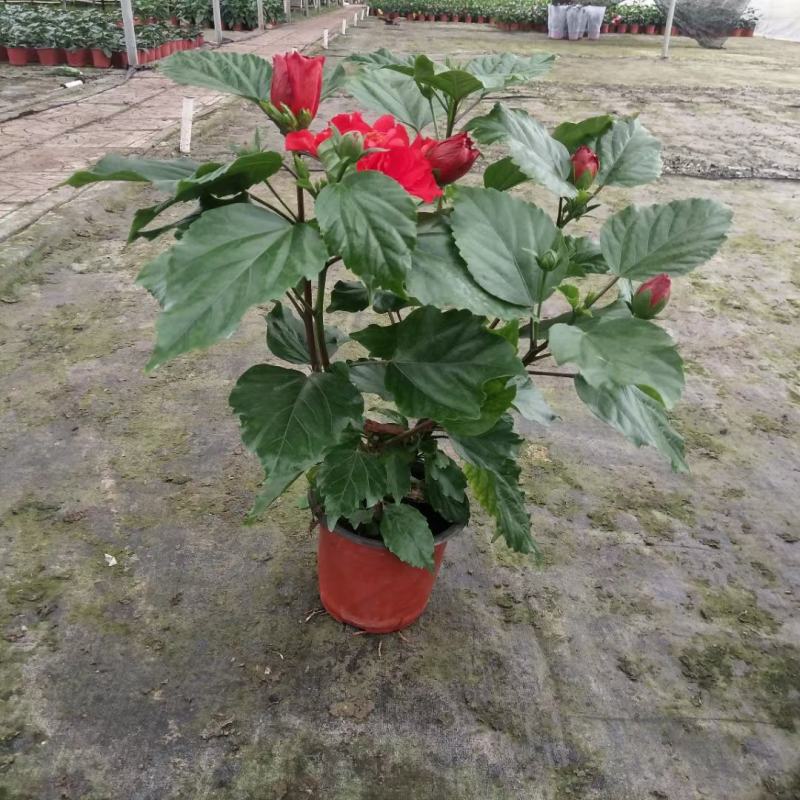 丹麦木槿/重瓣/基地直发货颗型饱满多种颜色量大优惠货源足