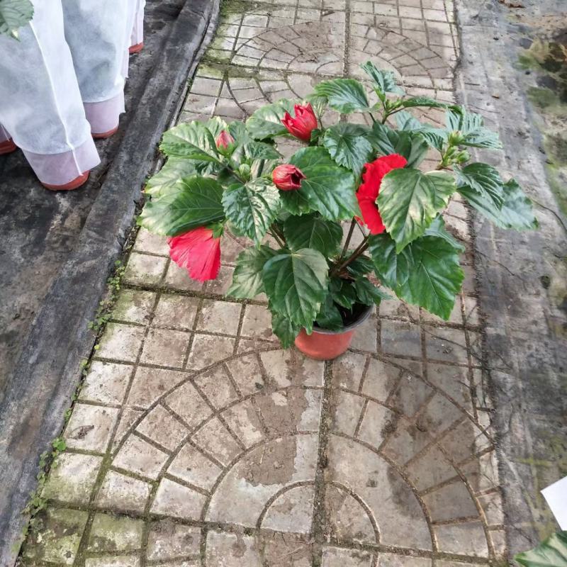 丹麦木槿/重瓣/基地直发货颗型饱满多种颜色量大优惠货源足