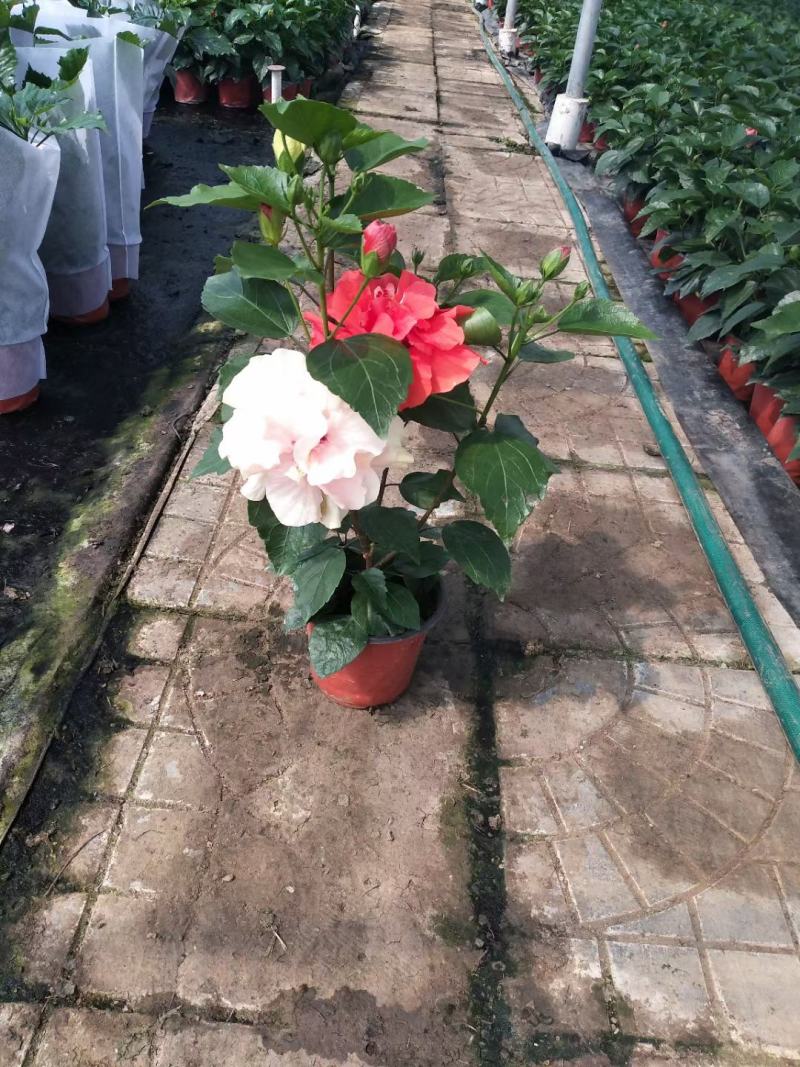 丹麦木槿/重瓣/基地直发货颗型饱满多种颜色量大优惠货源足