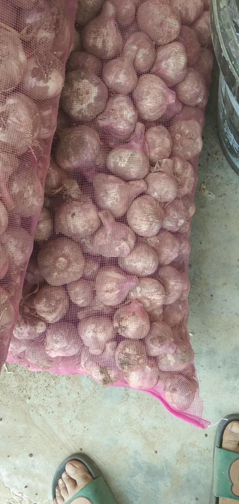 陕西紫皮大蒜正在热卖中，基地直供，价格美丽！