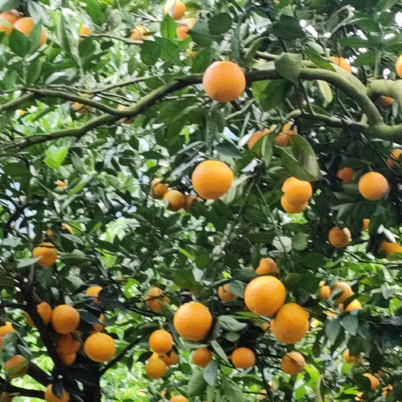 自家果园，夏橙靚货。