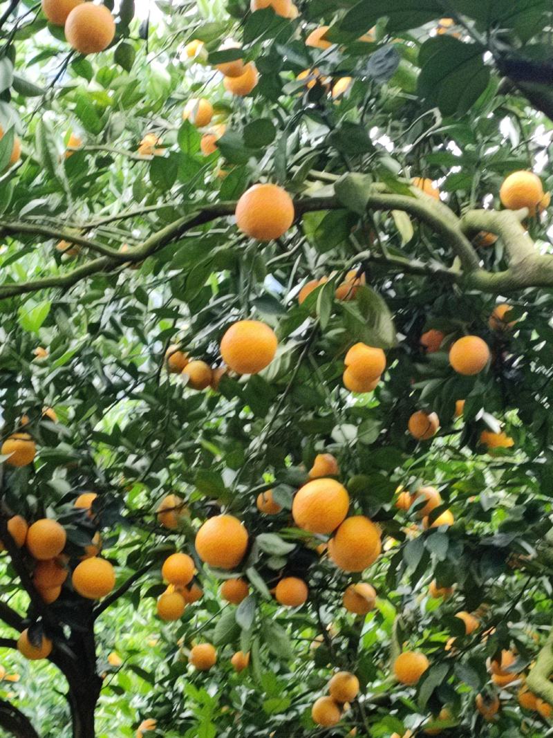 自家果园，夏橙靚货。