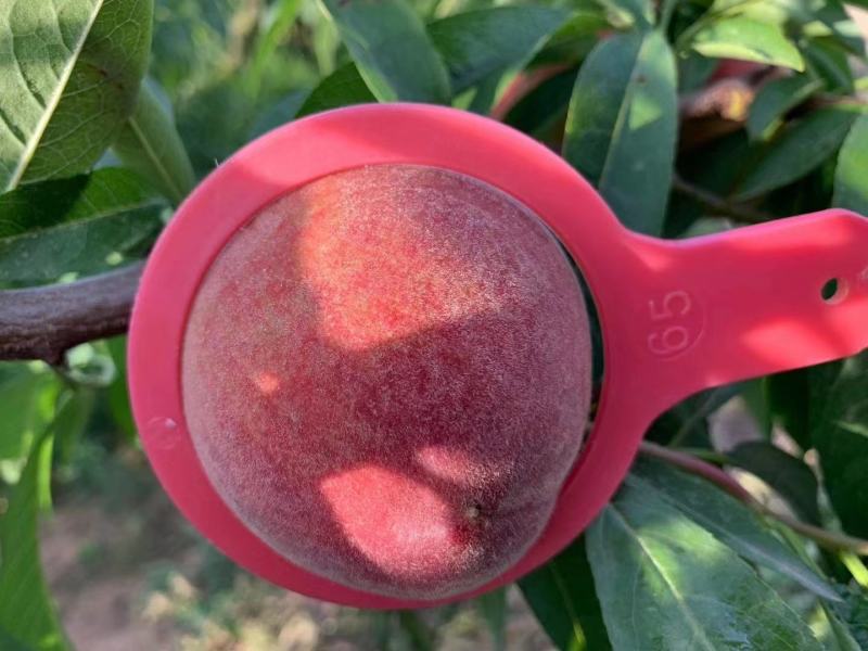 精品毛桃大量上市，产地直发口感香甜欢迎咨询