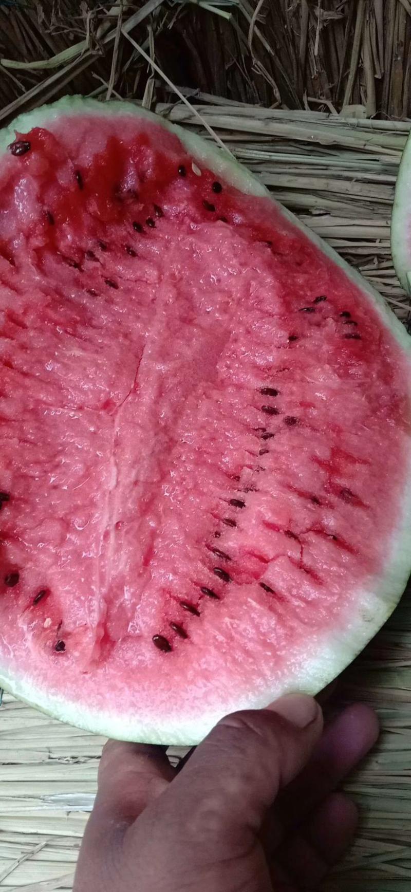非洲黑西瓜种子果形大懒汉西瓜皮薄产12000斤易管理囗感