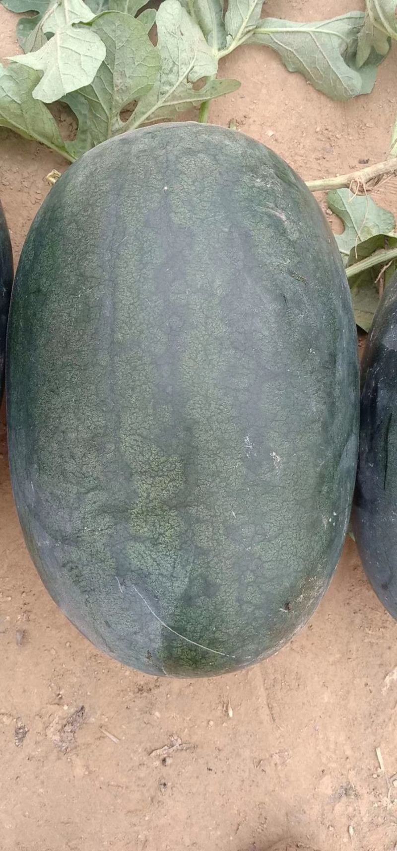 非洲黑西瓜种子果形大懒汉西瓜皮薄产12000斤易管理囗感
