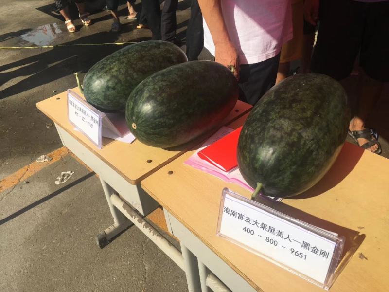 非洲黑西瓜种子果形大懒汉西瓜皮薄产12000斤易管理囗感