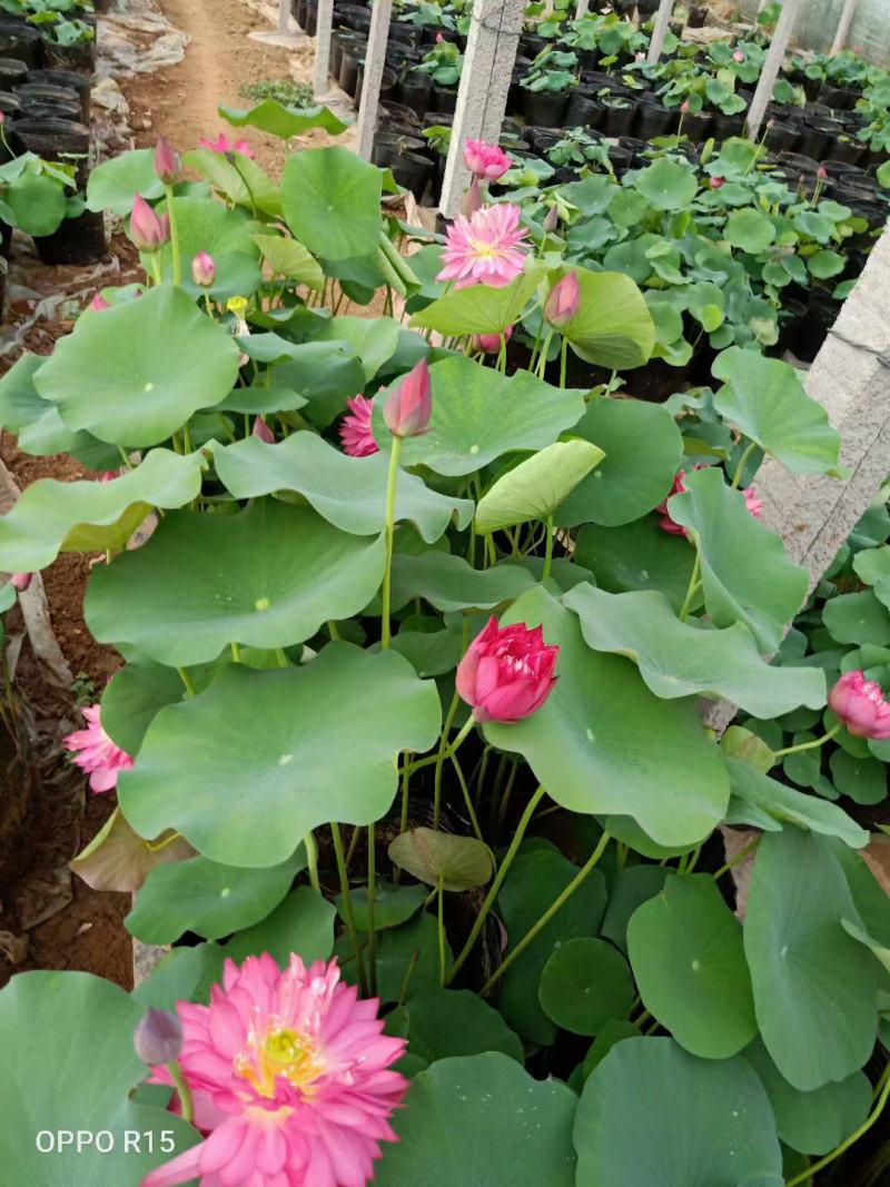 开花荷花/基地自产自销/颗型饱满/颜色鲜艳/量大优惠/