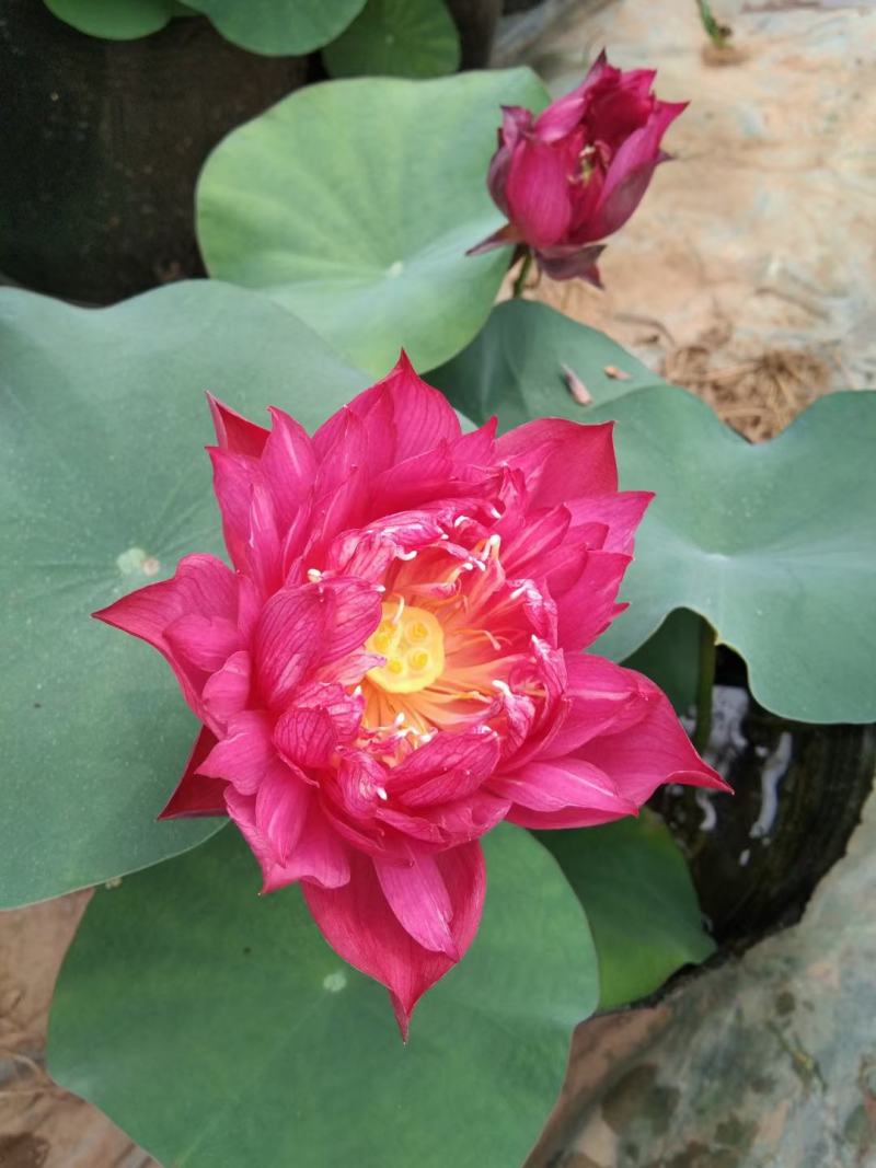 开花荷花/基地自产自销/颗型饱满/颜色鲜艳/量大优惠/