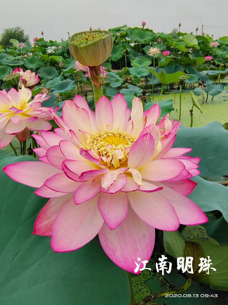 开花荷花/基地自产自销/颗型饱满/颜色鲜艳/量大优惠/