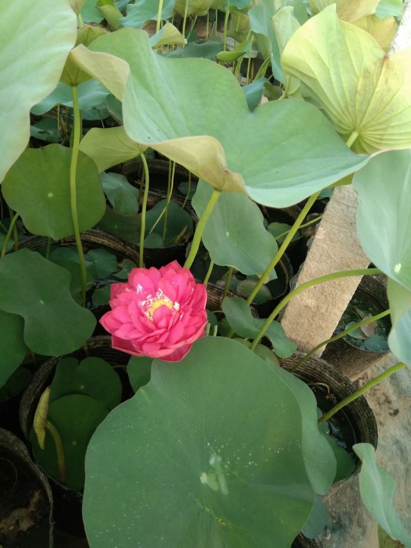 开花荷花/基地自产自销/颗型饱满/颜色鲜艳/量大优惠/