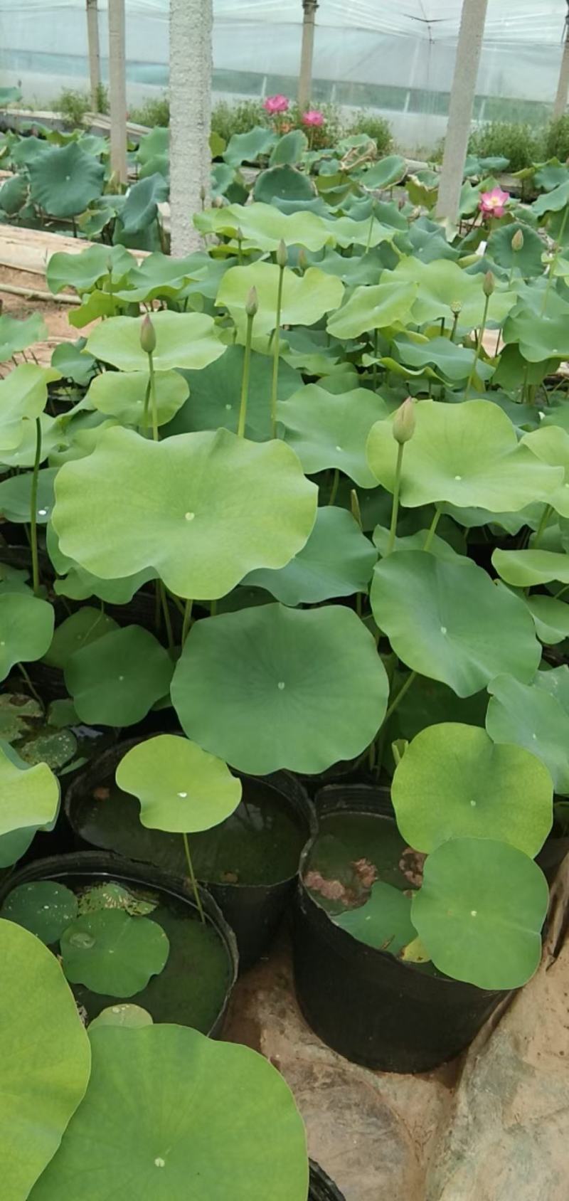 开花荷花/基地自产自销/颗型饱满/颜色鲜艳/量大优惠/