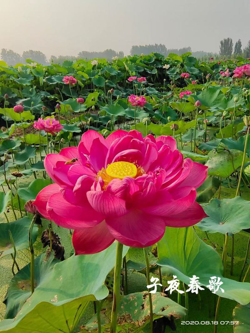 开花荷花/基地自产自销/颗型饱满/颜色鲜艳/量大优惠/