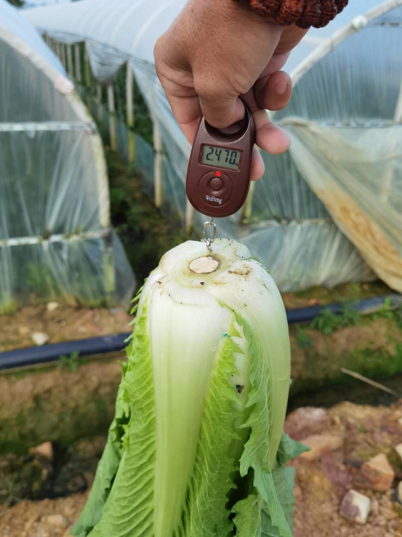 云南高山长筒白菜，绍菜大量货品开始上市，交通方便