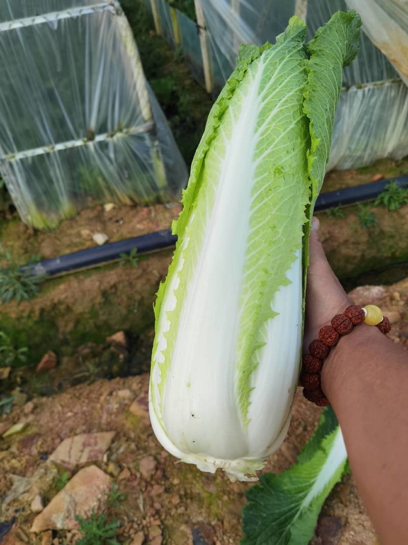 云南高山长筒白菜，绍菜大量货品开始上市，交通方便