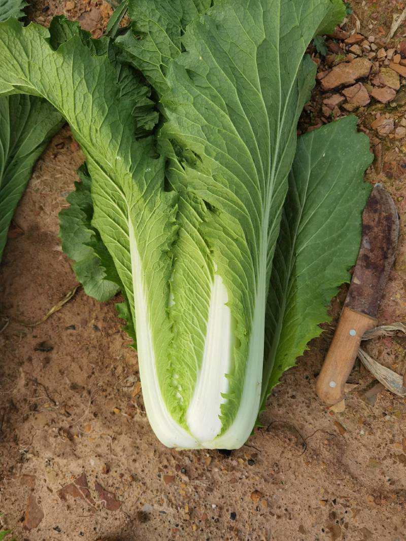 云南高山长筒白菜，绍菜大量货品开始上市，交通方便