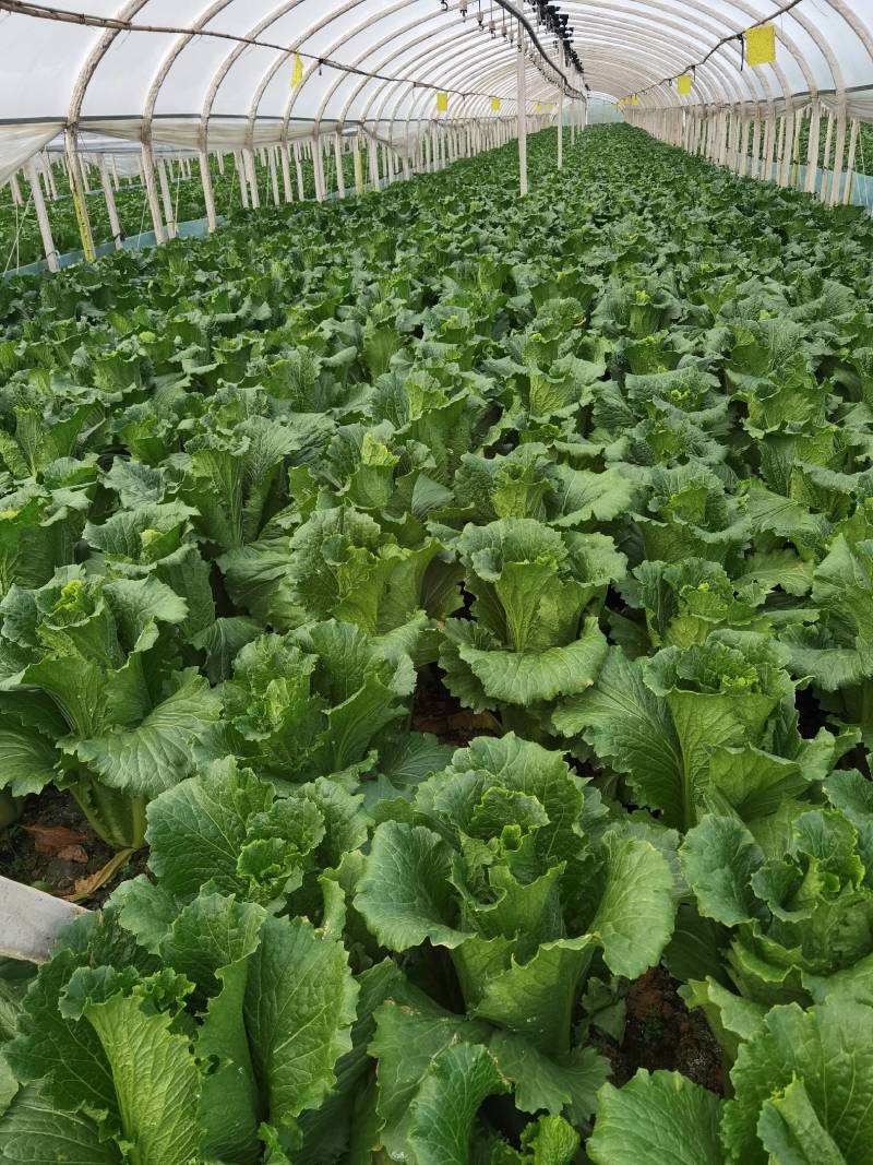 云南高山长筒白菜，绍菜大量货品开始上市，交通方便