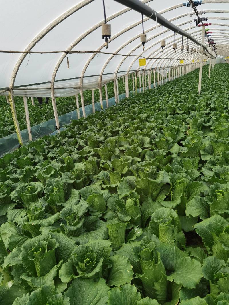 云南高山长筒白菜，绍菜大量货品开始上市，交通方便