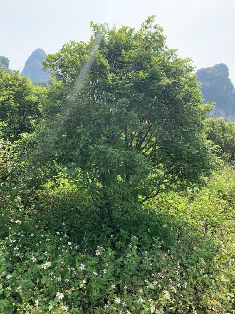 树葡萄，嘉宝果2.5/3.5米出售