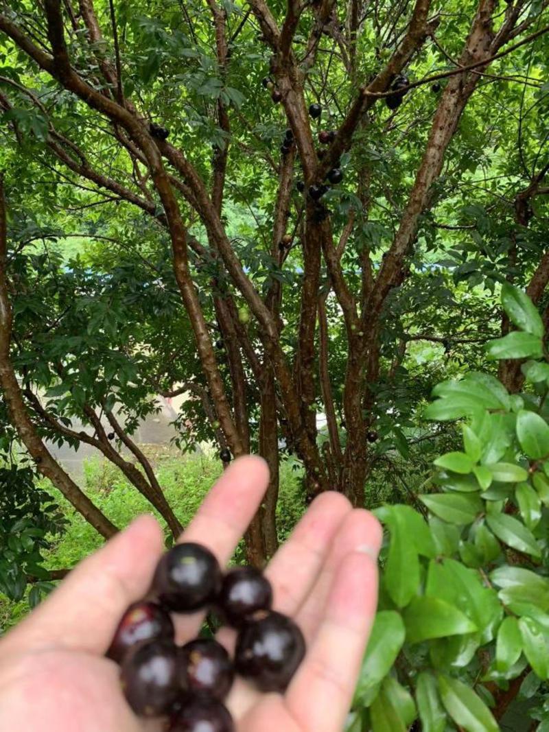 树葡萄，嘉宝果2.5/3.5米出售