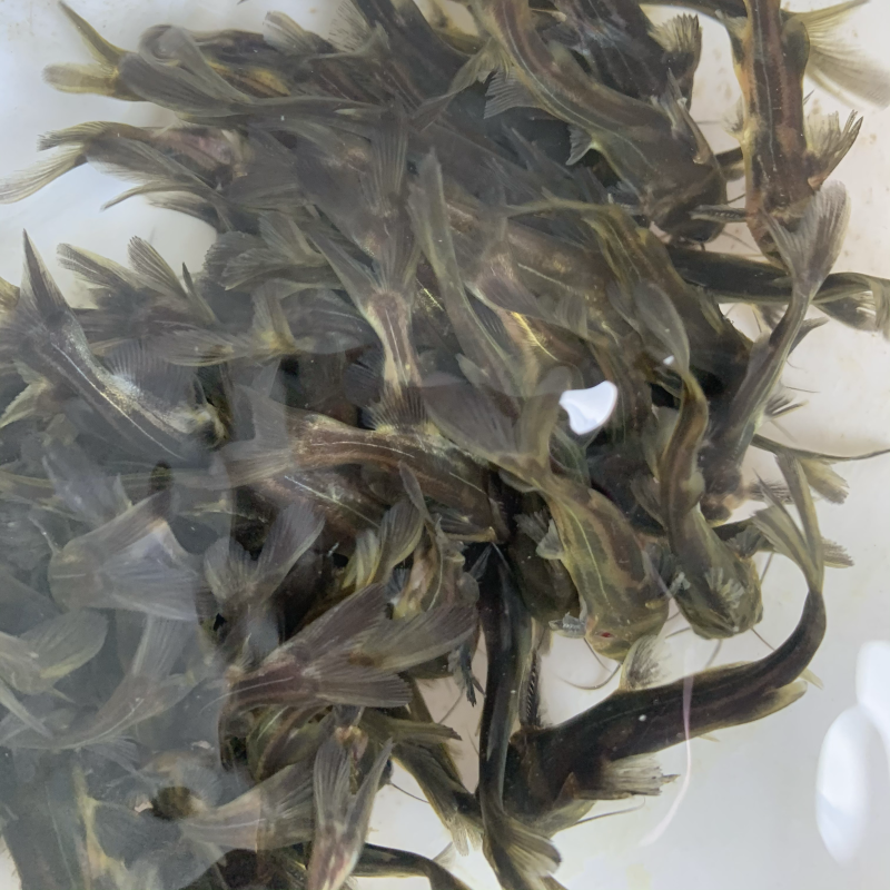 优质杂交黄颡鱼，昂刺鱼，黄骨鱼，黄鸭叫易养殖