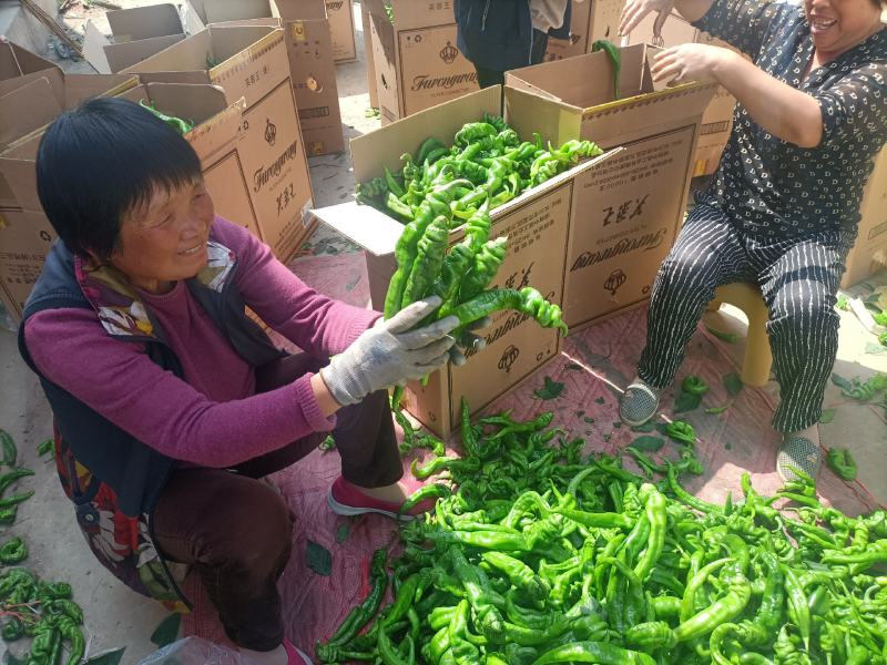 螺丝椒