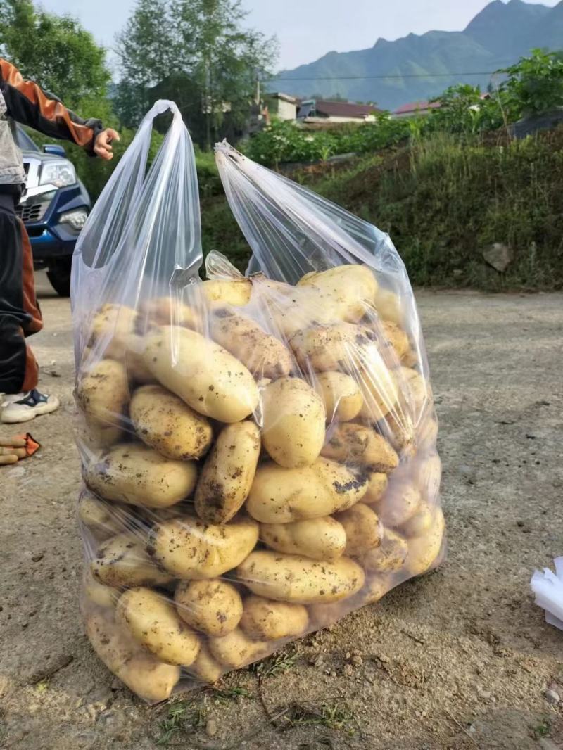荷兰15土豆冷库荷兰土豆批发荷兰土豆质量好