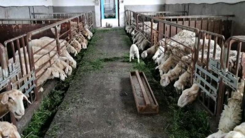 基地直供小羊羔，头胎羊羔，抗病强品质优良，非诚勿扰！