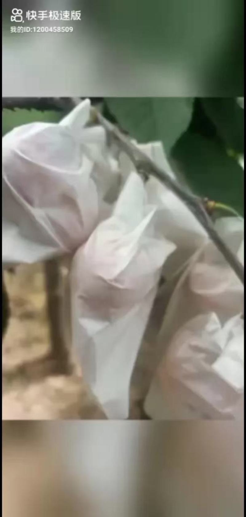 套袋露天大樱桃，产地直销，自种自销。