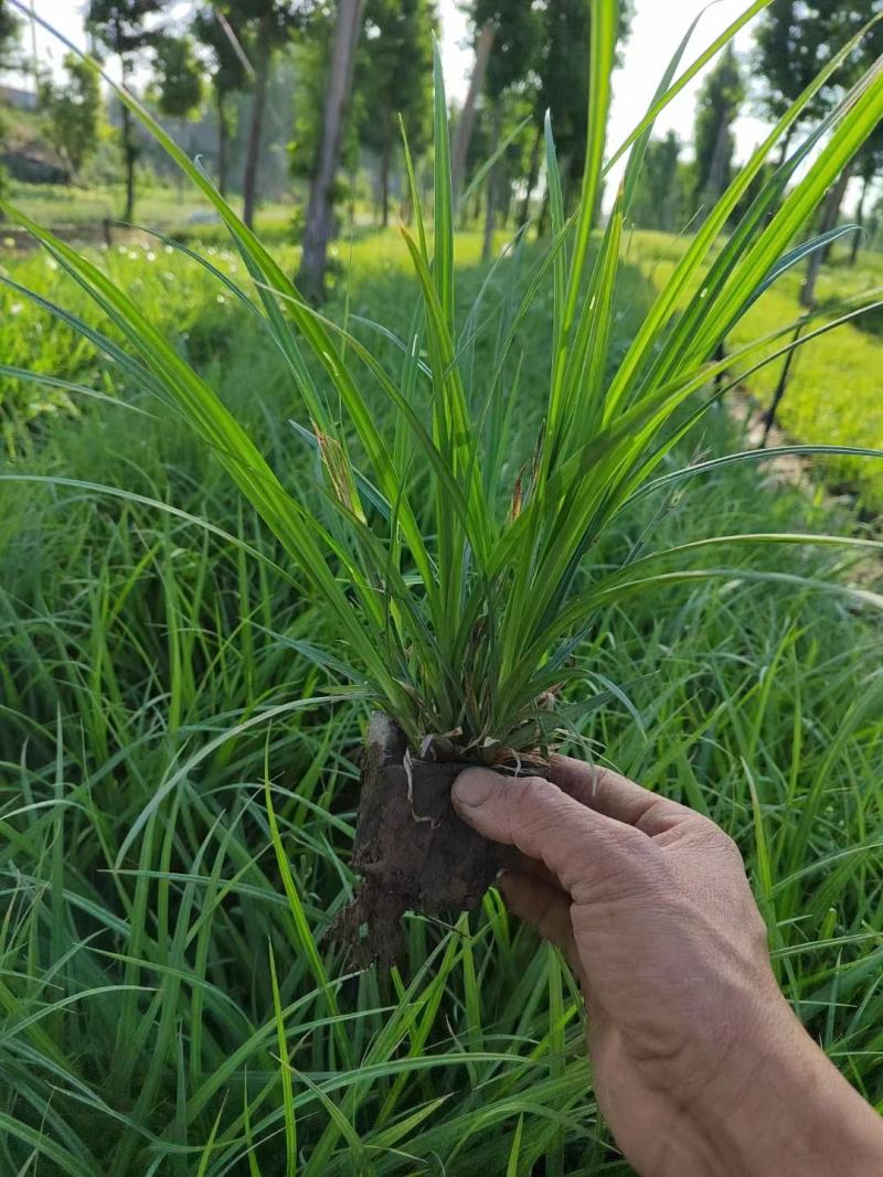 崂峪苔草精品苗，自产自销，常年有货，大量供应