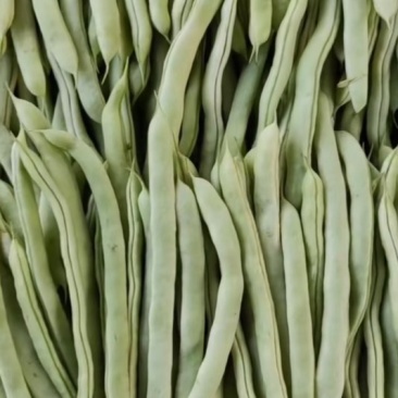 白条豆角