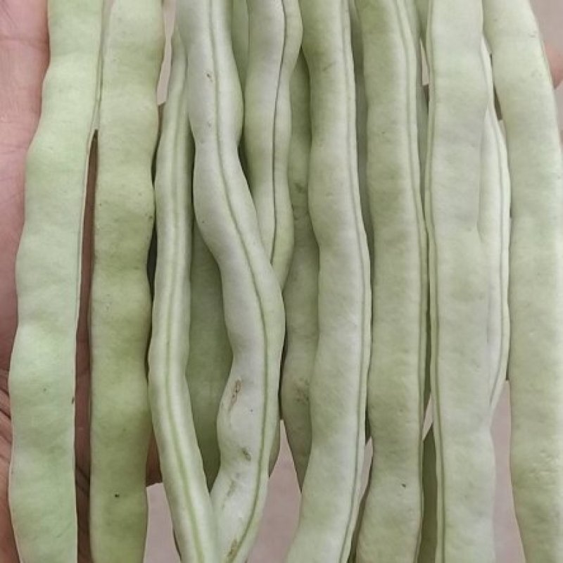 白条豆角