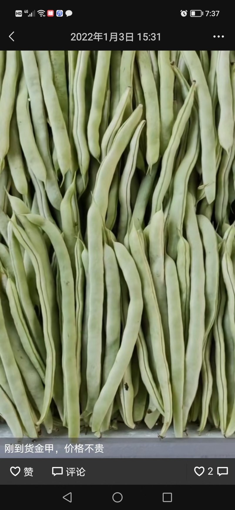 白条豆角