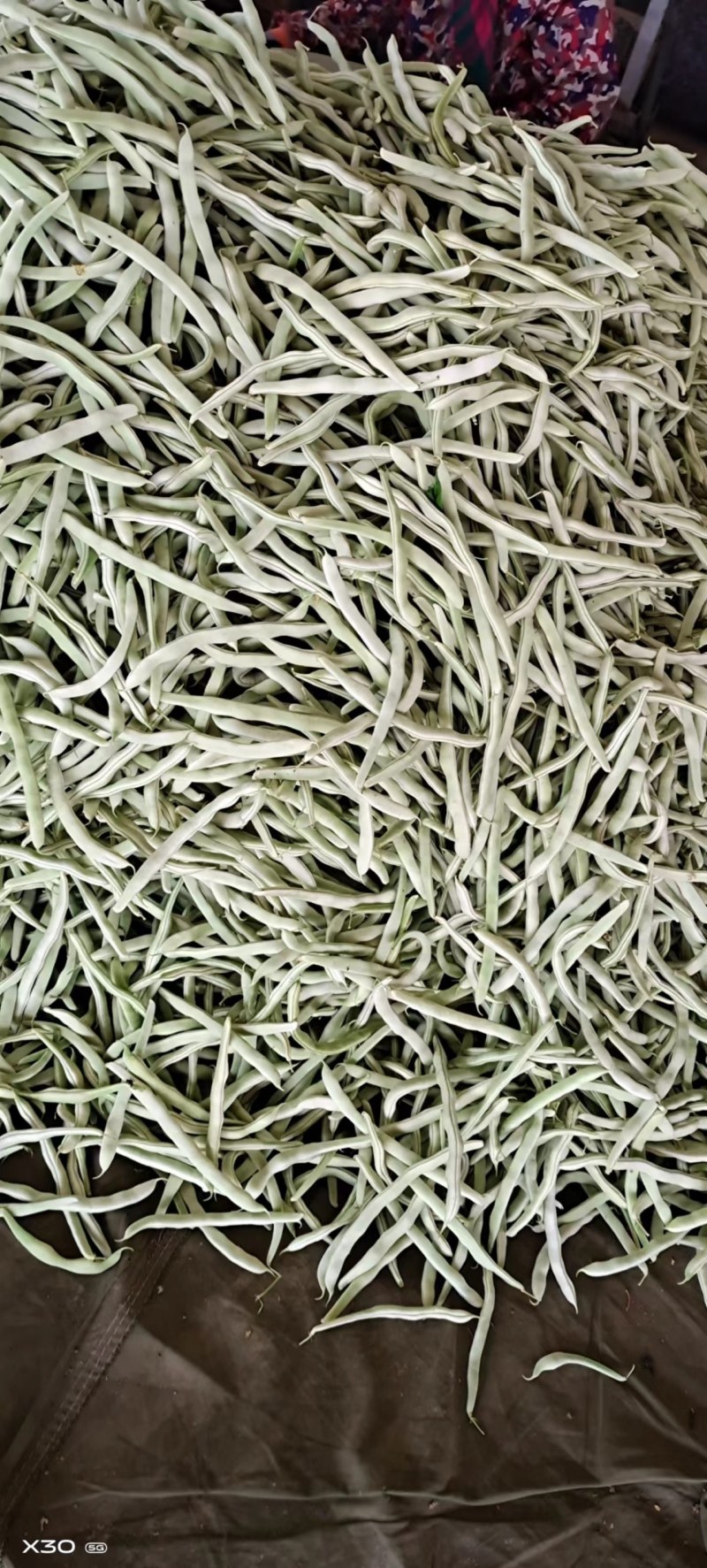 白条豆角