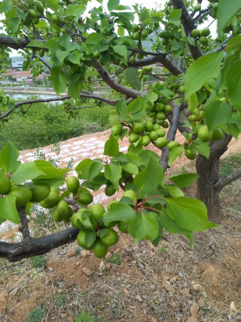 珍珠油杏