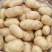 黄心土豆大量上市了，荷兰十五土豆，v7土豆货源充足
