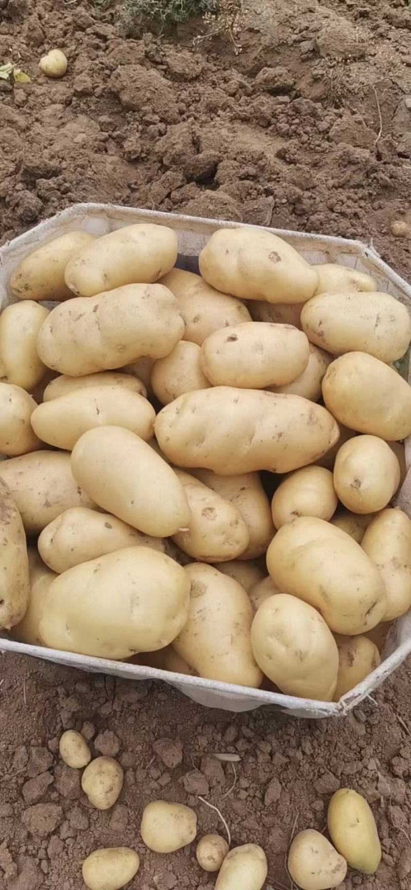 黄心土豆大量上市了，荷兰十五土豆，v7土豆货源充足