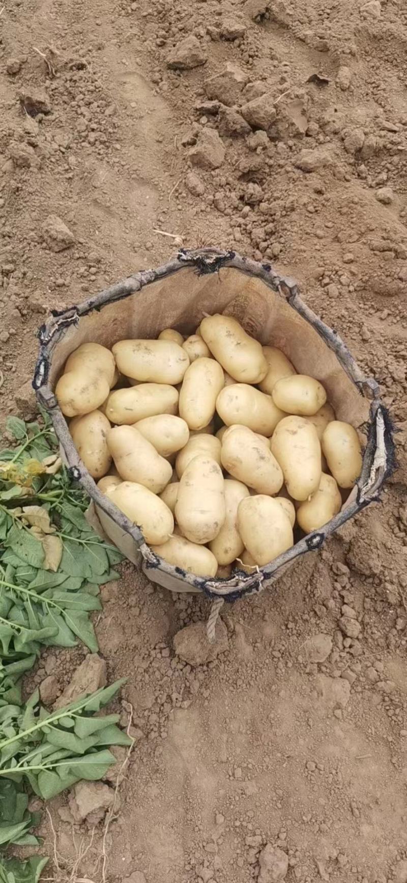 山东鲜土豆荷兰十五土豆，V7土豆大量上市了，货源充足